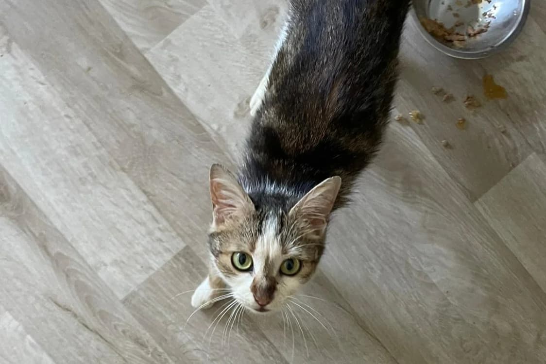 ELLYN, female young Mixed Breed for adoption at SPA Rennes, Rennes