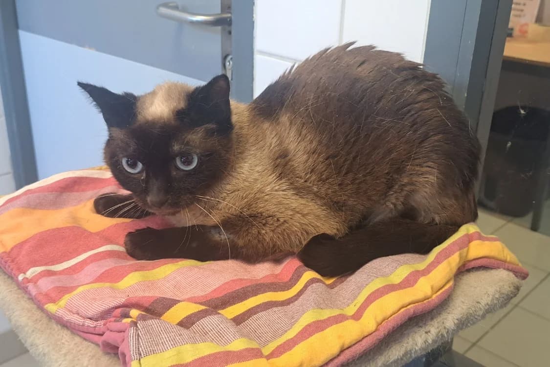 VIRHE, female senior Mixed Breed for adoption at SPA Rennes, Rennes