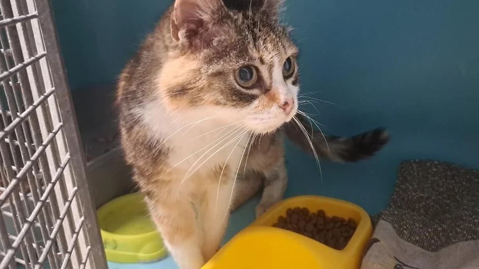 VENUS, female senior mixed breed for adoption at SPA Rennes, Rennes
