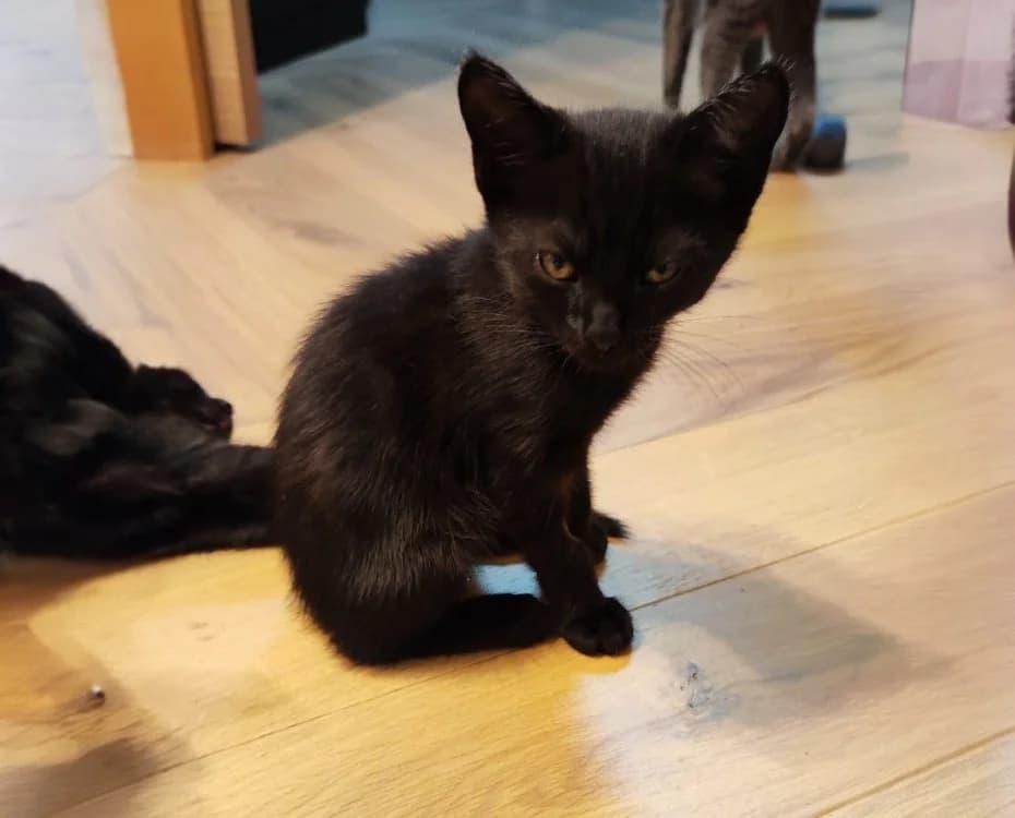 PRETO, female Mixed Breed for adoption at SPA Rennes, Rennes