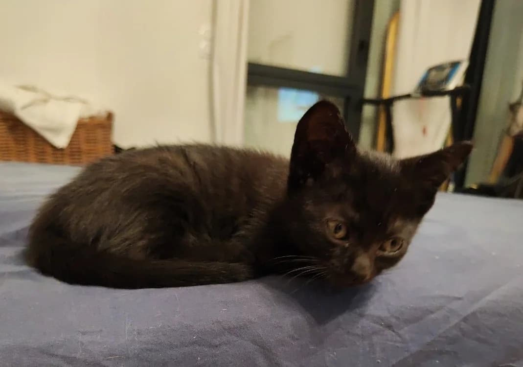 MUSTA, female Mixed Breed for adoption at SPA Rennes, Rennes