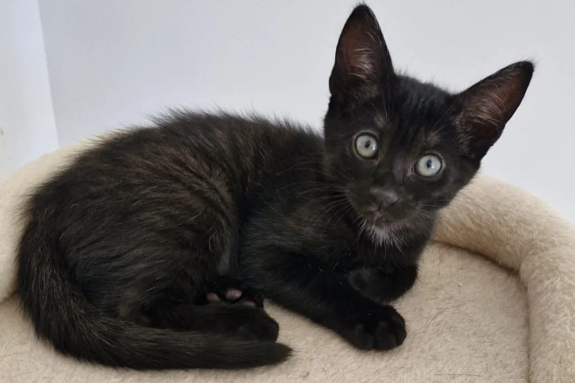 FREVO (Bella), female Mixed Breed for adoption at SPA Rennes, Rennes
