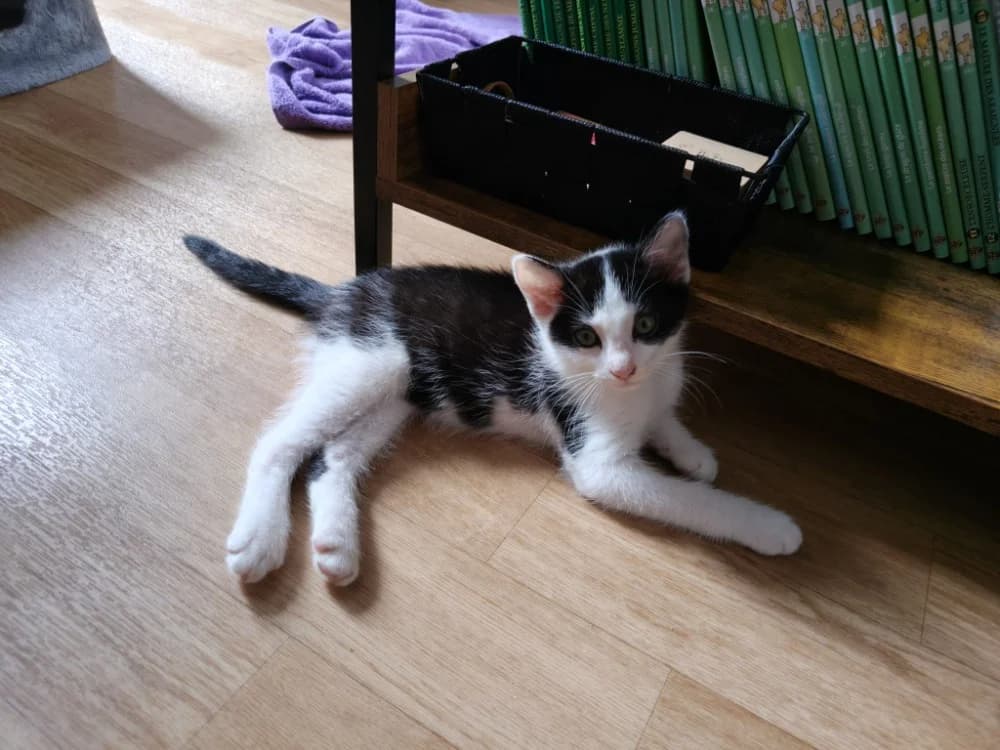 NDUDUE, male Mixed Breed for adoption at SPA Rennes, Rennes