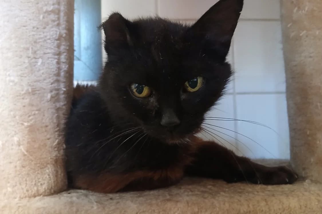 BLEUENN, female Mixed Breed for adoption at SPA Rennes, Rennes