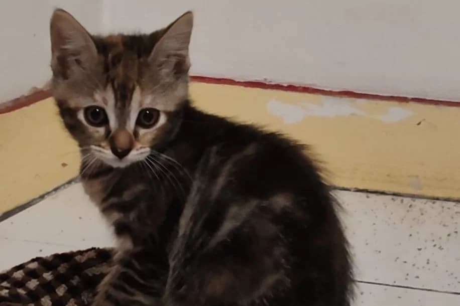 PAGAILLE, female Mixed Breed for adoption at SPA Rennes, Rennes