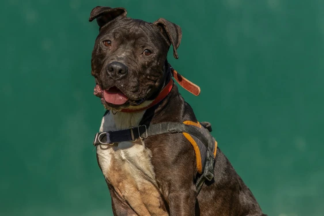 ULYSSE, male 3yo American Staffordshire Terrier for adoption at SPA Rennes, Rennes