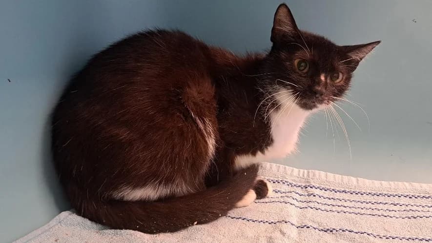 OCHOA, Mixed Breed (SPA Rennes)