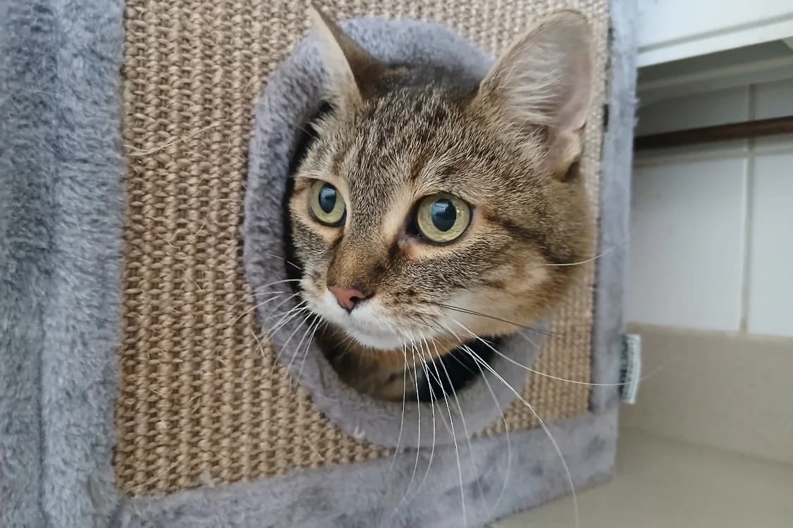 HERMINE, female senior Mixed Breed for adoption at SPA Rennes, Rennes