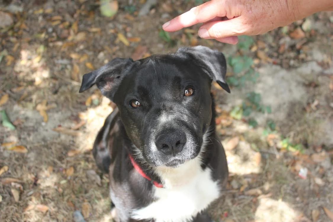 BERETTA, male 3yo Mixed Breed for adoption at SPA Rennes, Rennes