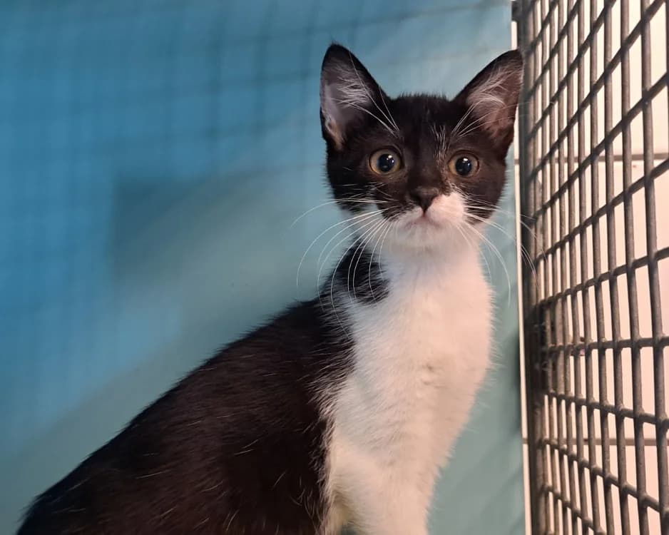 NEUER, female puppy Mixed Breed for adoption at SPA Rennes, Rennes