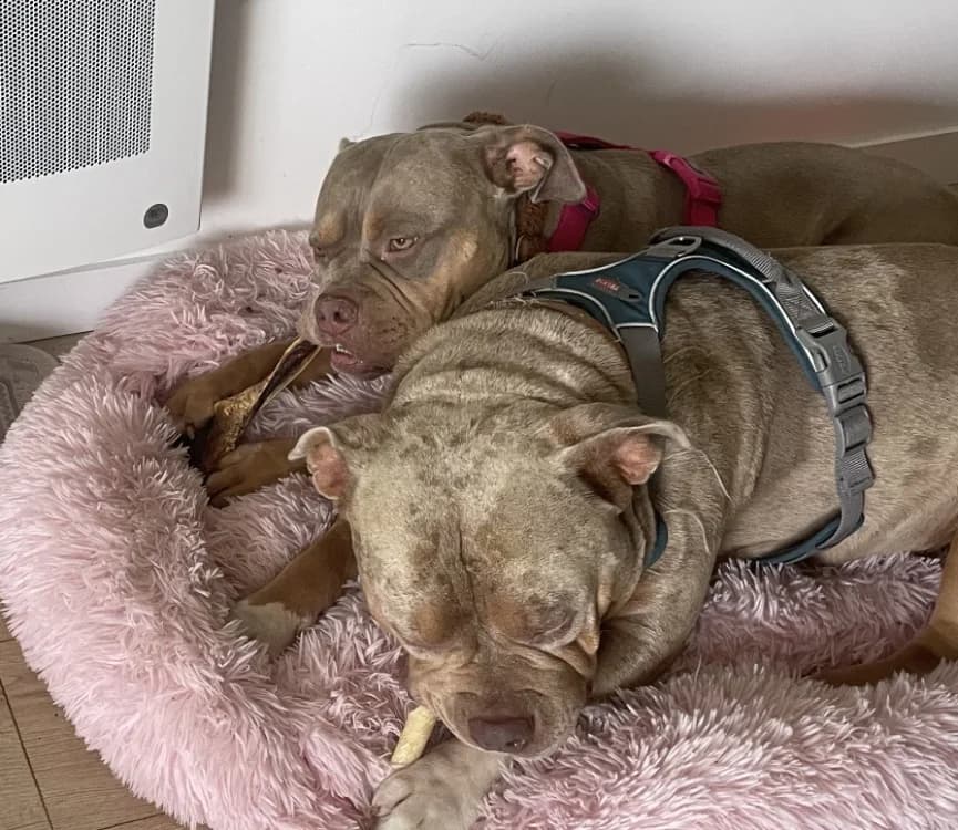 BULMA - ADOPTION DUO avec BLYSSE, female American Bully for adoption at SPA Rennes, Rennes