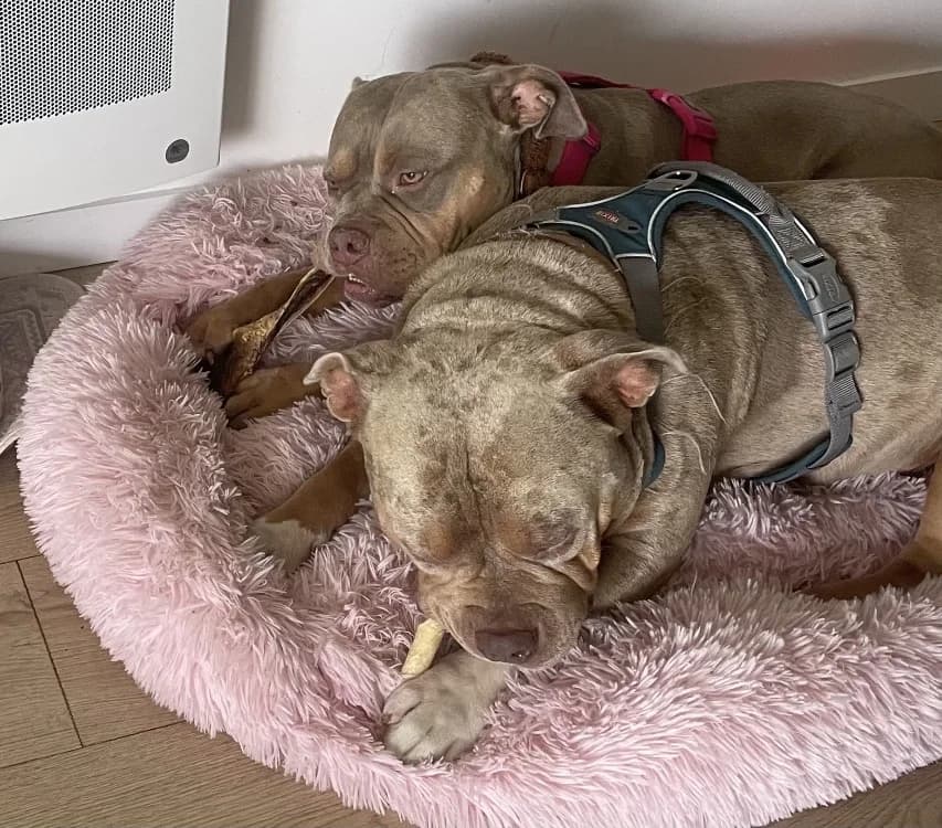 BULMA - ADOPTION DUO avec BLYSSE, female 3yo American Bully for adoption at SPA Rennes, Rennes