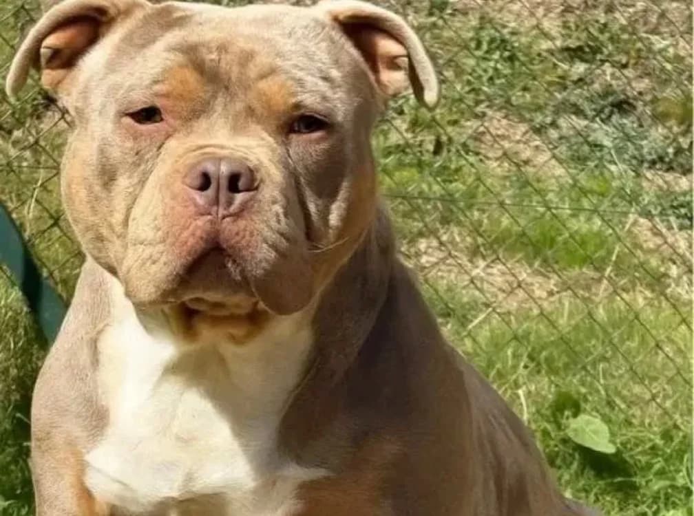 BLYSSE - ADOPTION DUO avec BULMA, male 3yo American Bully for adoption at SPA Rennes, Rennes