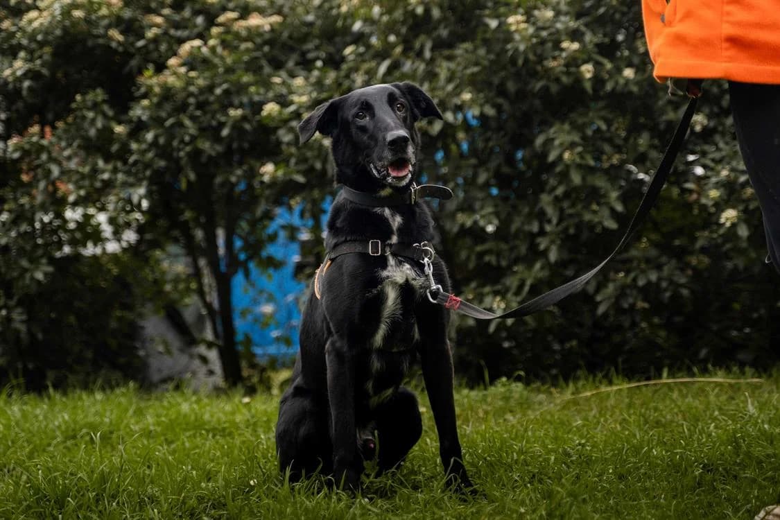 FLASH, male 5yo mixed breed for adoption at SPA Rennes, Rennes