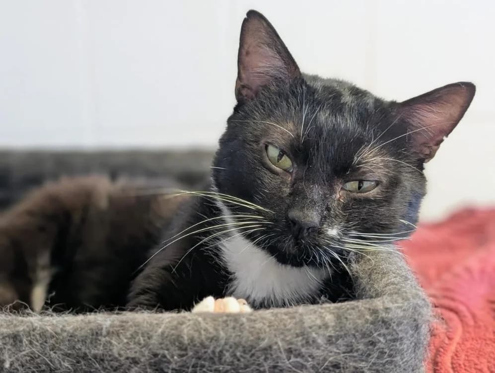 Gustave, male Mixed Breed for adoption at SPA Rennes, Rennes
