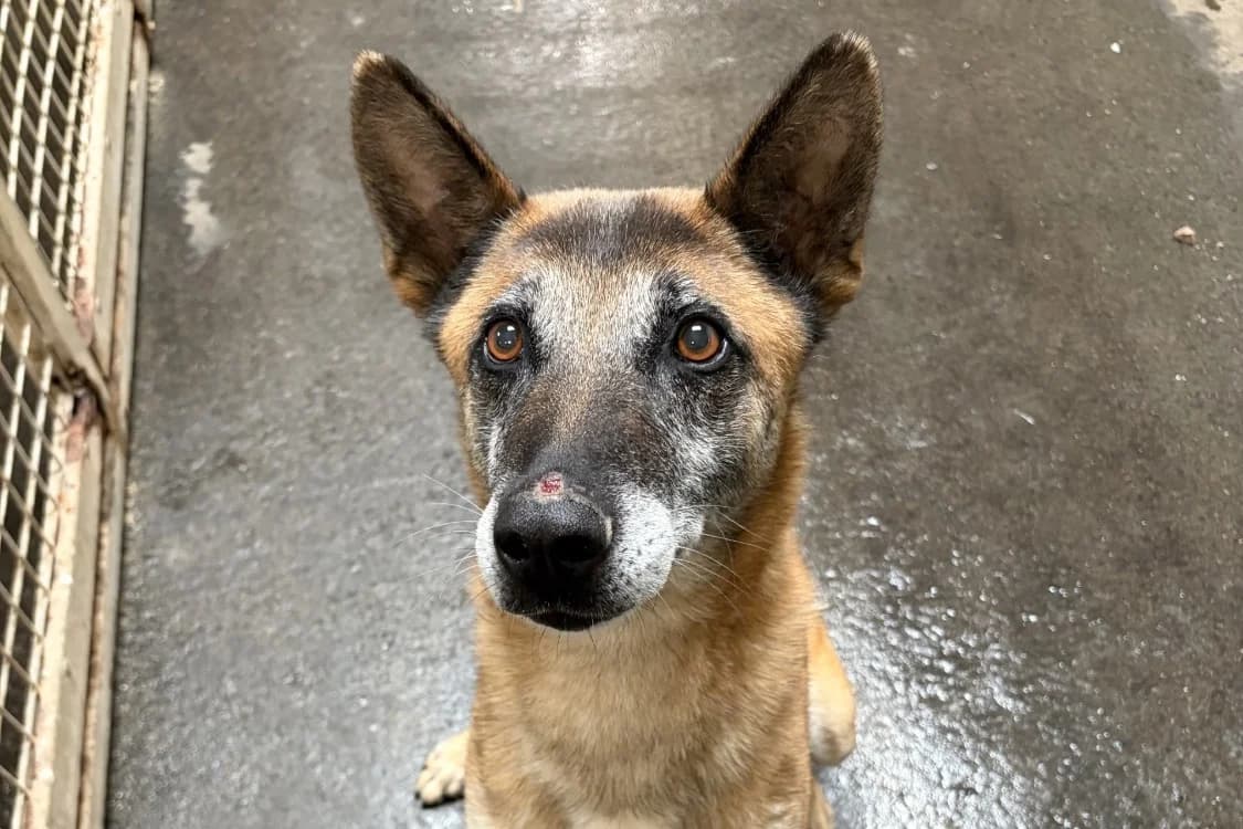 OZONE, male senior Belgian Malinois for adoption at SPA Rennes, Rennes