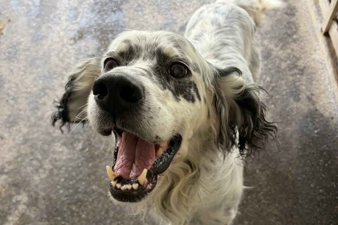 JAZZ, male senior English Setter for adoption at SPA Rennes, Rennes