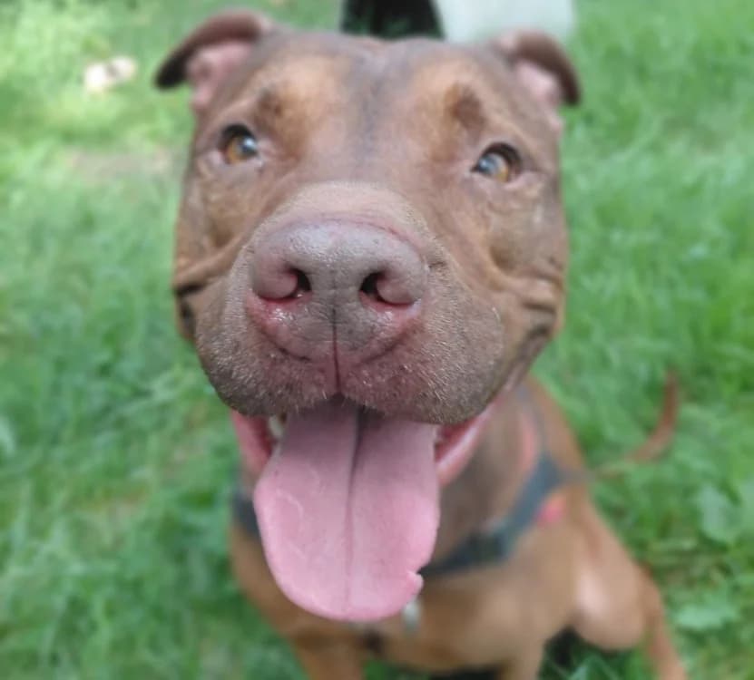 COOPER, Mixed Breed (SPA Rennes)