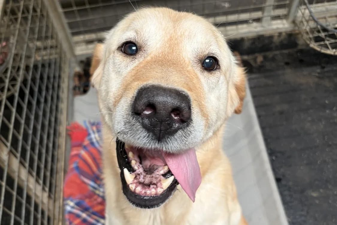 BINOUZE, male senior Labrador Retriever for adoption at SPA Rennes, Rennes