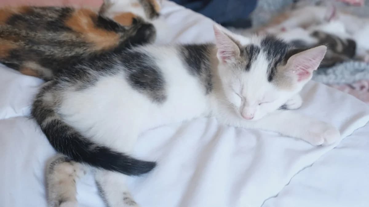 EIREEN, female Mixed Breed for adoption at SPA Rennes, Rennes