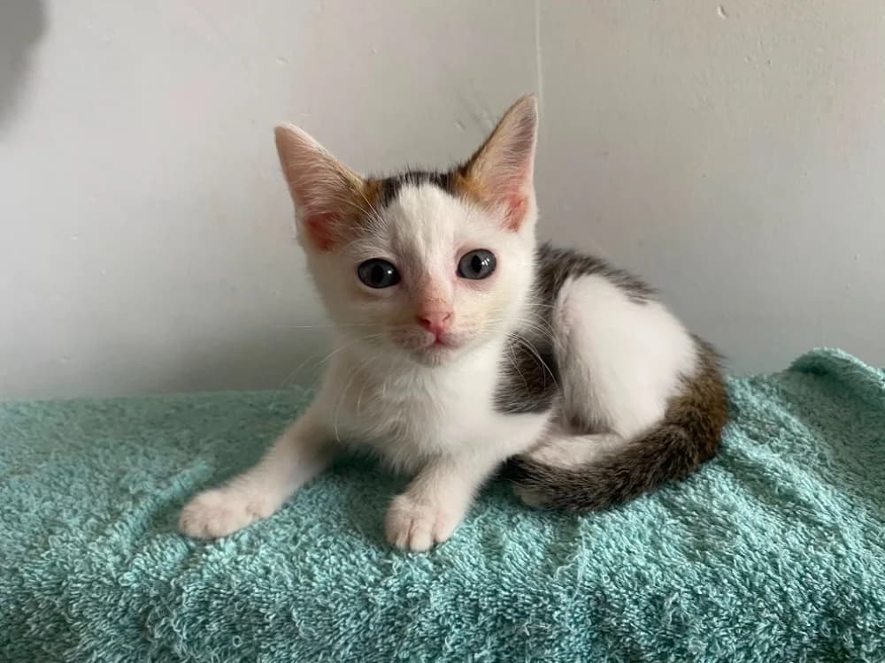 KLUDA, Mixed Breed (SPA Rennes)