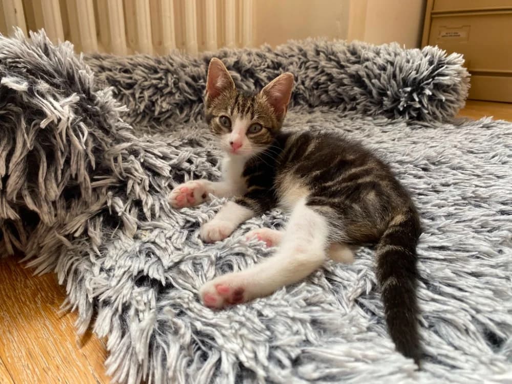 LIBUNGA, female Mixed Breed for adoption at SPA Rennes, Rennes