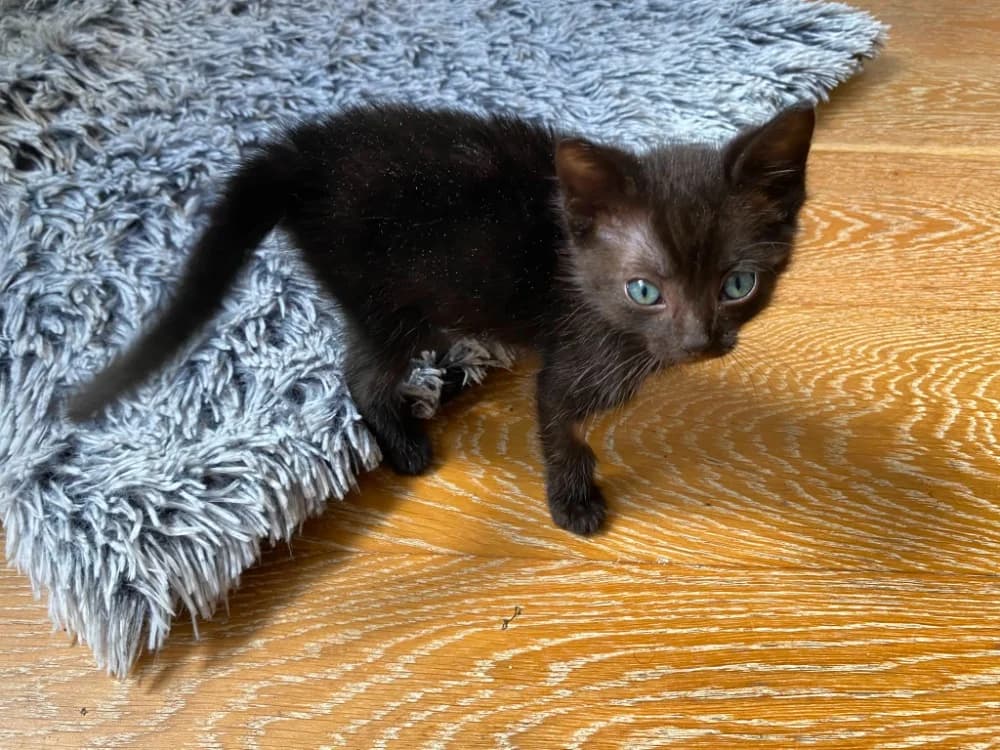 KATA, male puppy Mixed Breed for adoption at SPA Rennes, Rennes