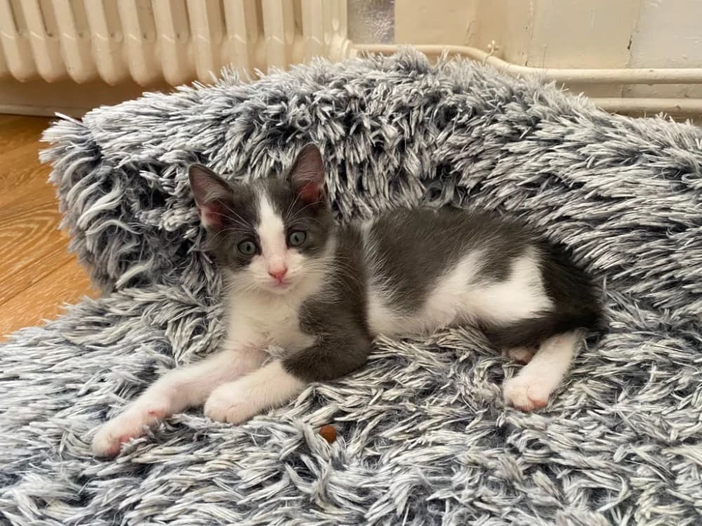 KATEMIK, Mixed Breed (SPA Rennes)