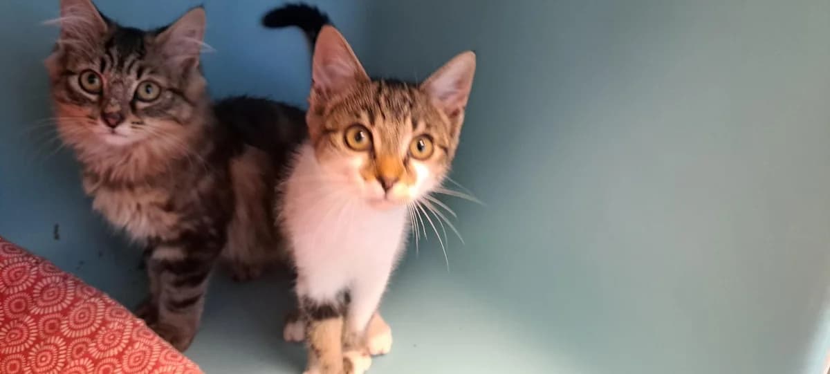 MESSIE, female Mixed Breed for adoption at SPA Rennes, Rennes