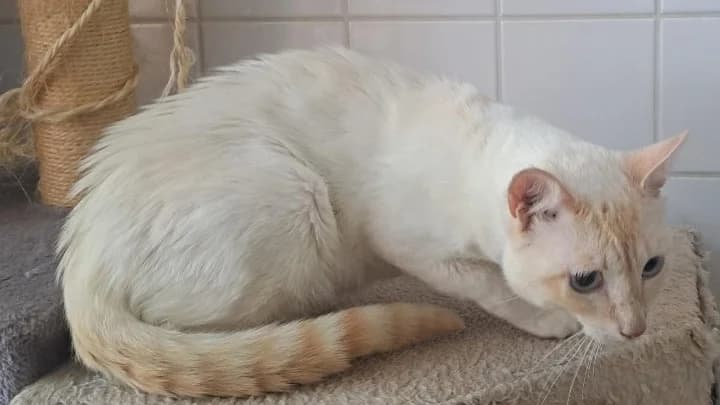 SHIVER, male young Mixed Breed for adoption at SPA Rennes, Rennes