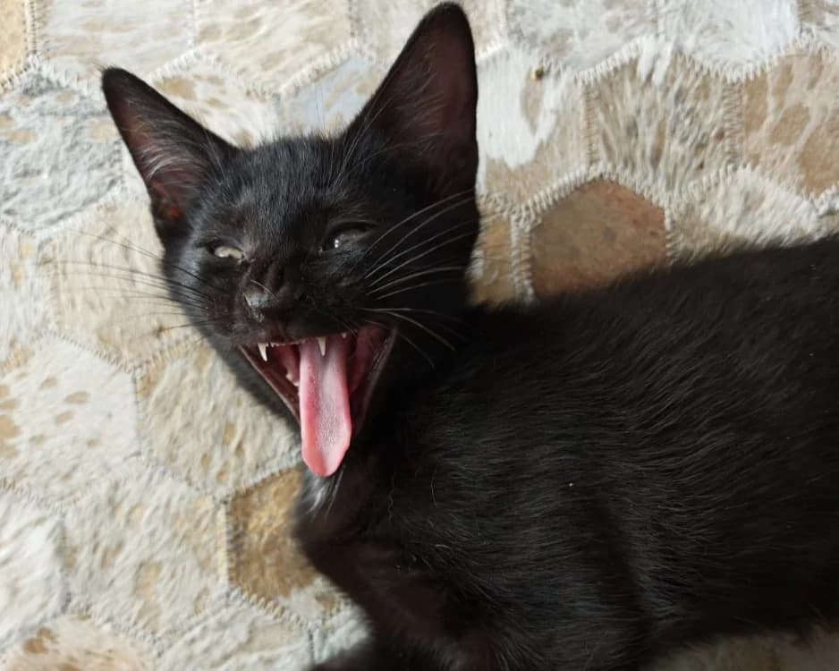 FOUT, male Mixed Breed for adoption at SPA Rennes, Rennes