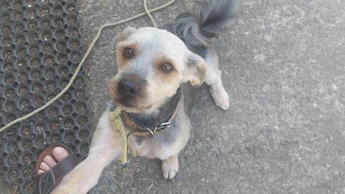 TABIA, male 4yo Yorkshire Terrier for adoption at SPA Rennes, Rennes