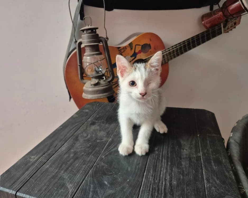 ZHIVOT, male Mixed Breed for adoption at SPA Rennes, Rennes