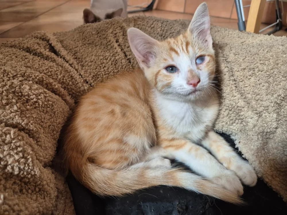 ENOSH, male Mixed Breed for adoption at SPA Rennes, Rennes