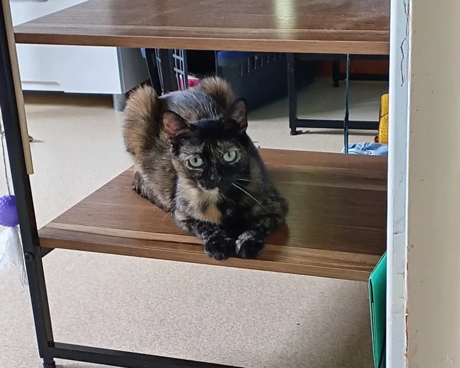 Urania, female young Mixed Breed for adoption at SPA Rennes, Rennes