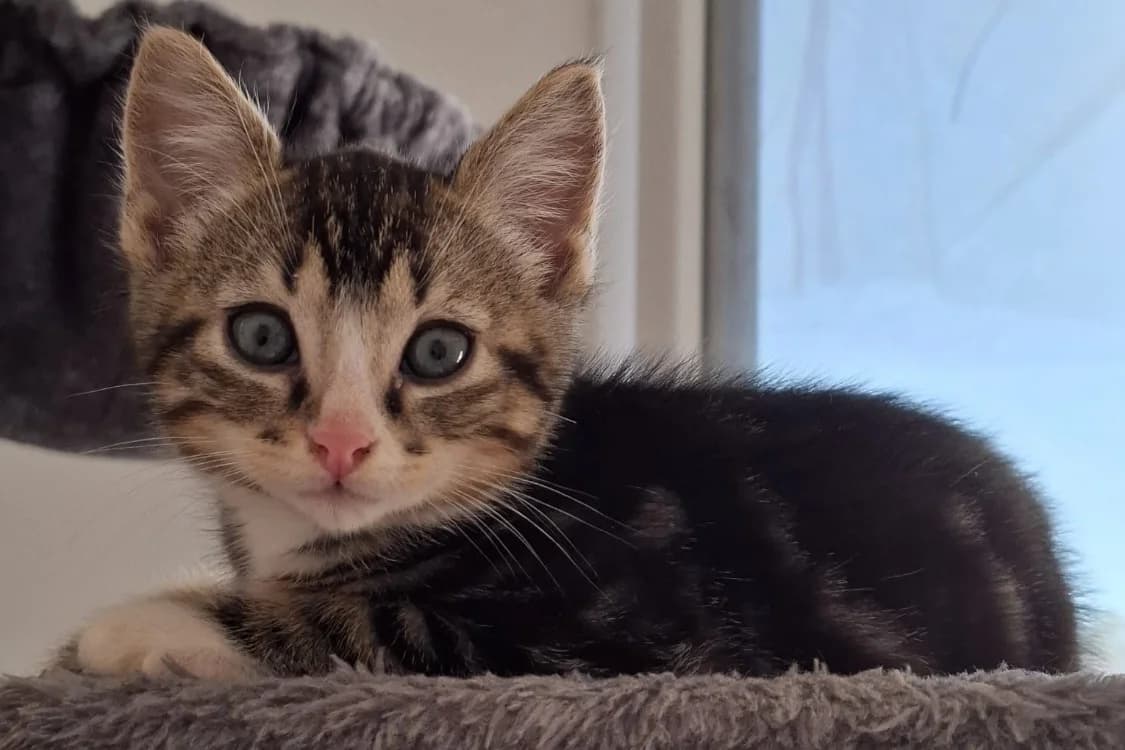 ERE, male Mixed Breed for adoption at SPA Rennes, Rennes