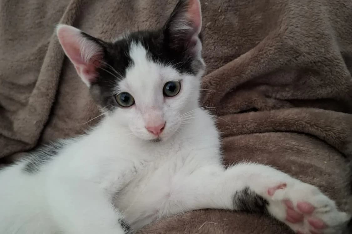 SBAGLIU, male Mixed Breed for adoption at SPA Rennes, Rennes