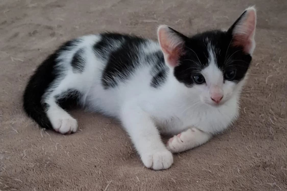 VODADA, female Mixed Breed for adoption at SPA Rennes, Rennes