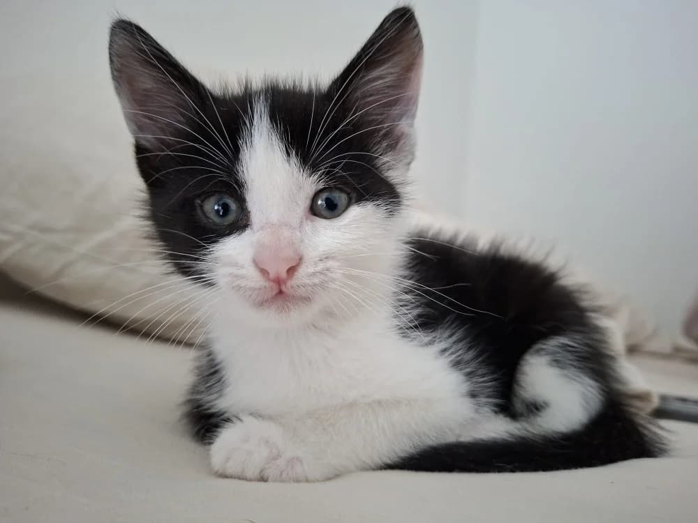 SOL, male puppy Mixed Breed for adoption at SPA Rennes, Rennes