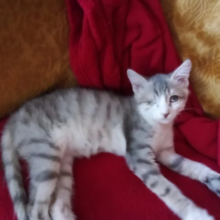 BISCOTTE, female mixed breed for adoption at SPA Rennes, Rennes