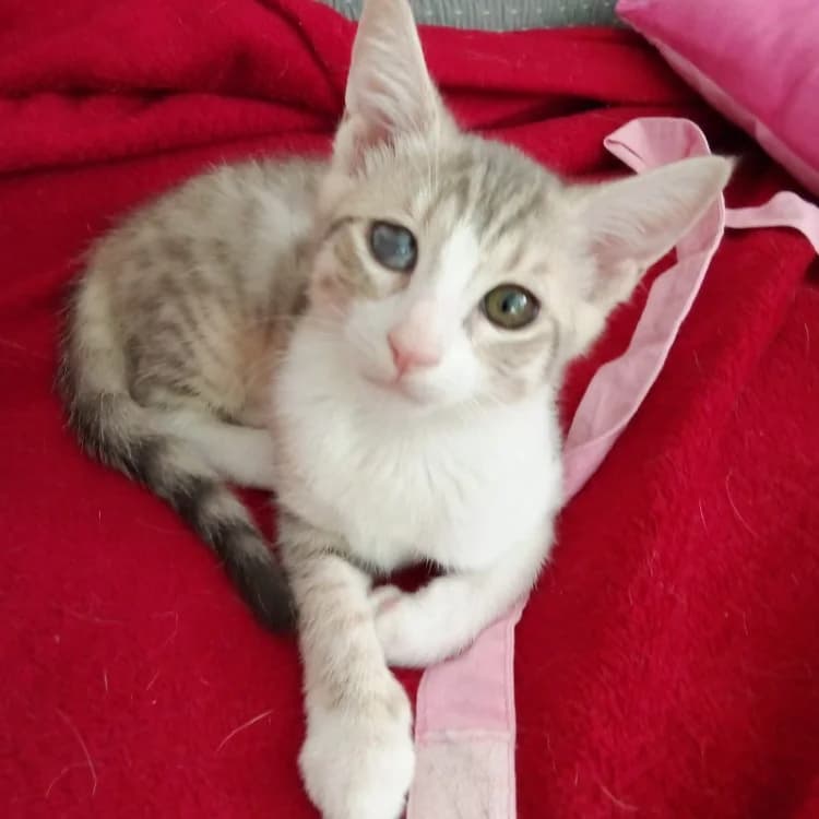 CRACOTTE, female mixed breed for adoption at SPA Rennes, Rennes