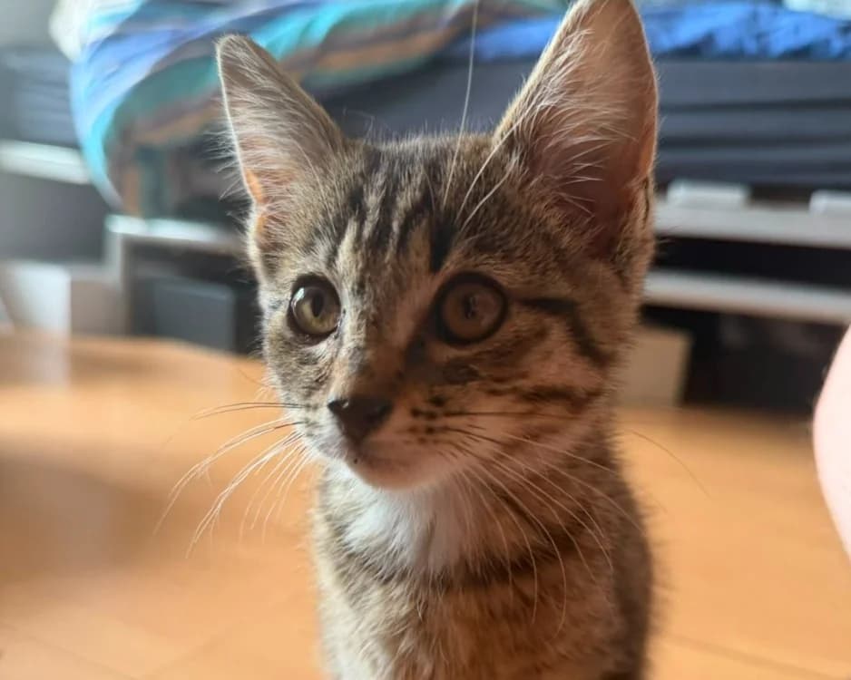 BRUME, female Mixed Breed for adoption at SPA Rennes, Rennes