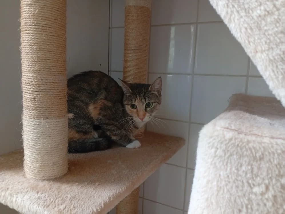 LISETTE, female Mixed Breed for adoption at SPA Rennes, Rennes