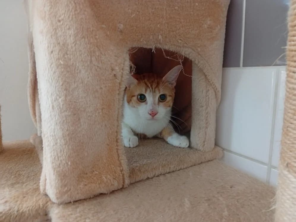 ARMAND, male Mixed Breed for adoption at SPA Rennes, Rennes