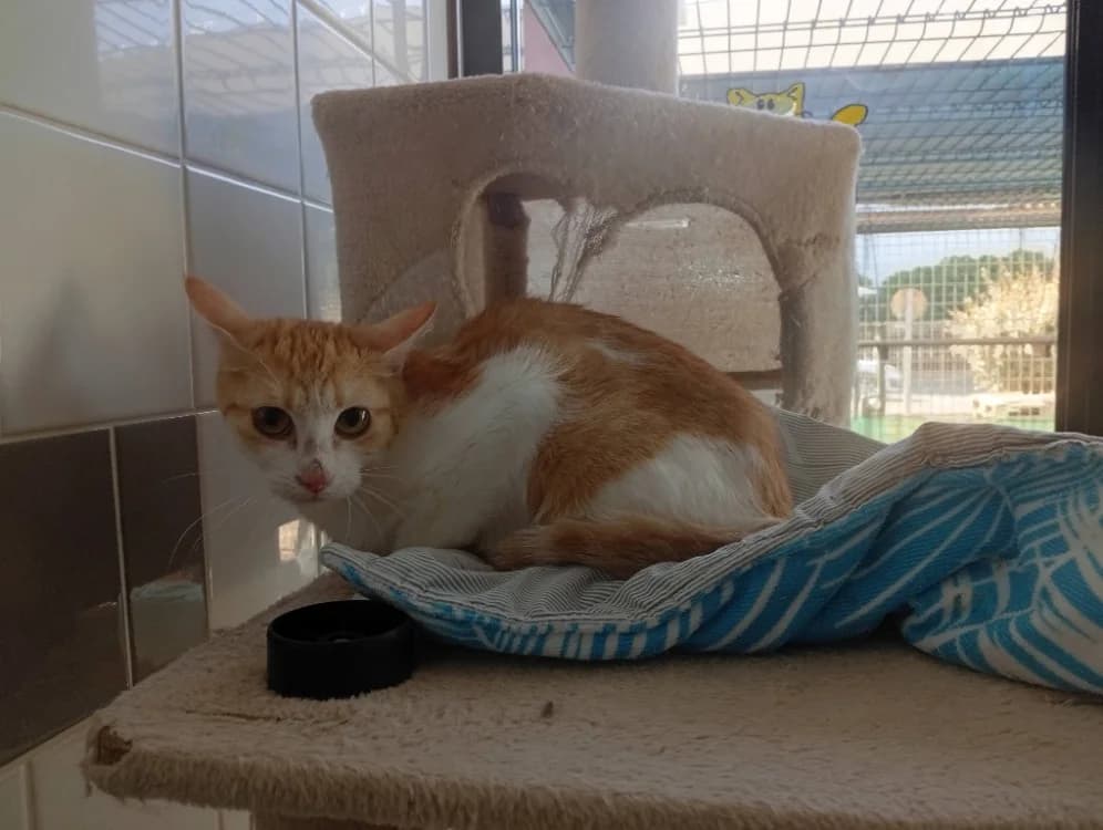 EULALIE, female Mixed Breed for adoption at SPA Rennes, Rennes
