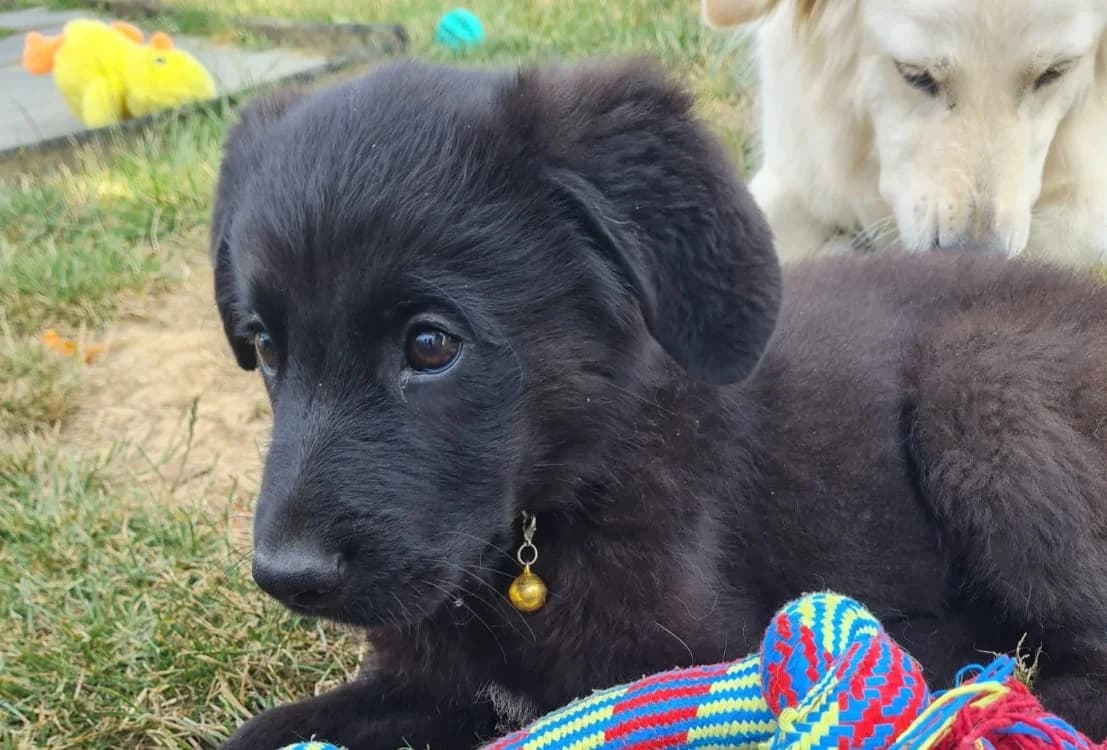BANGO, male puppy Labrador Retriever for adoption at SPA Rennes, Rennes