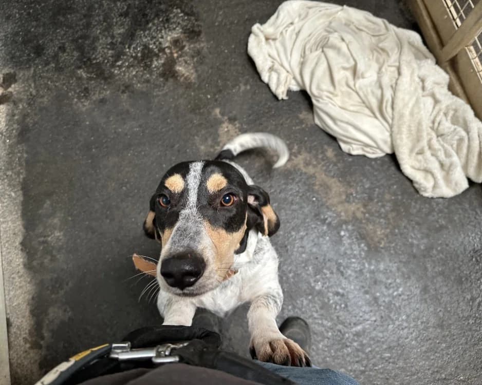 GUY JUNIOR, male young Basset Hound for adoption at SPA Rennes, Rennes