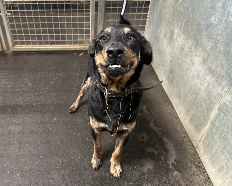 BARON, male 4yo Mixed Breed for adoption at SPA Rennes, Rennes