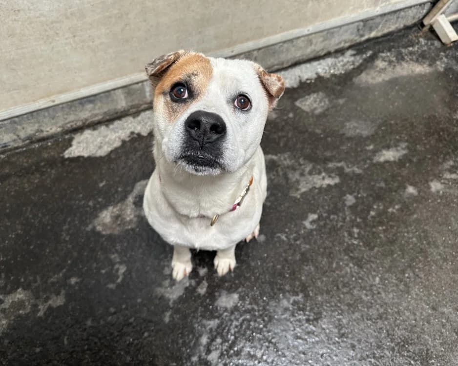 OTAK, male 7yo Mixed Breed for adoption at SPA Rennes, Rennes