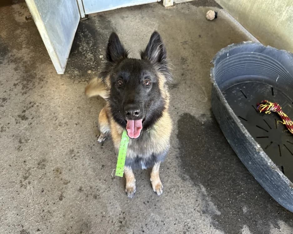 ARMANI, male Mixed Breed for adoption at SPA Rennes, Rennes